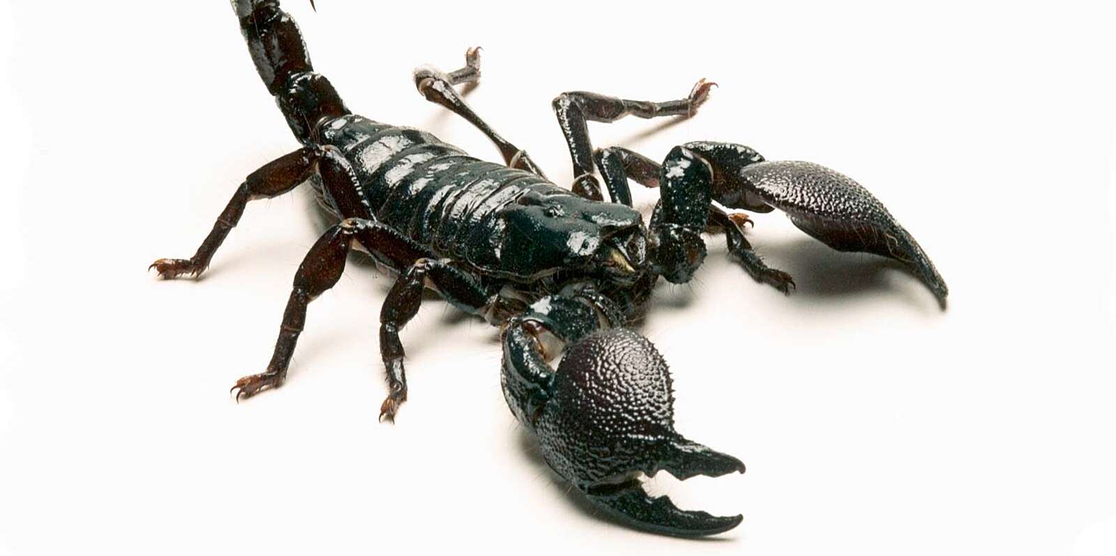 Detail Scorpions Pics Nomer 45