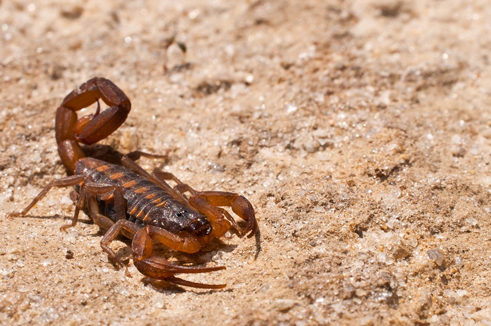 Detail Scorpions Pics Nomer 52