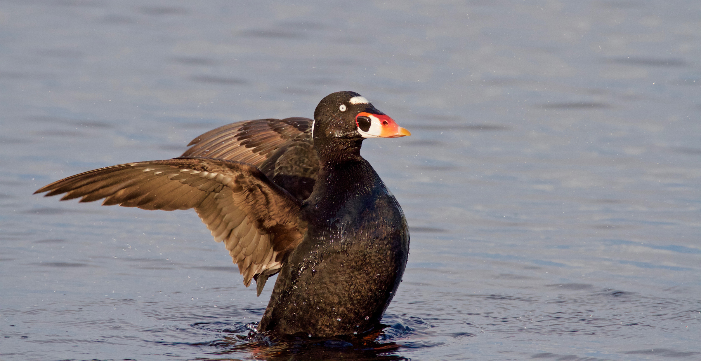 Detail Scoter Pictures Nomer 14