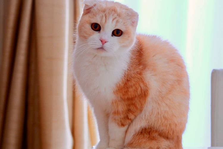 Detail Scottish Fold Kucing Nomer 2