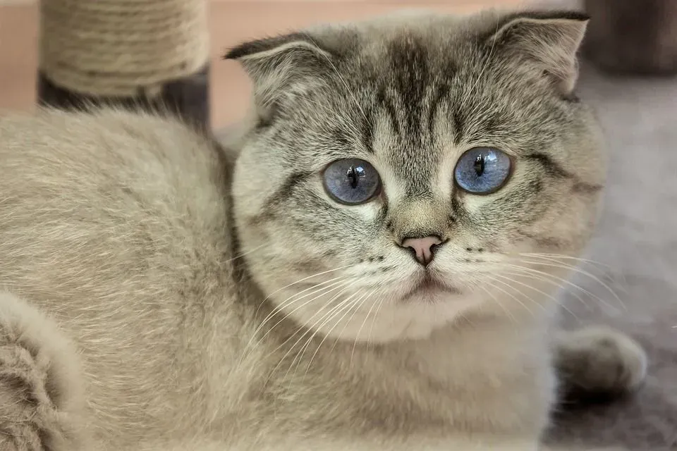 Detail Scottish Fold Kucing Nomer 27
