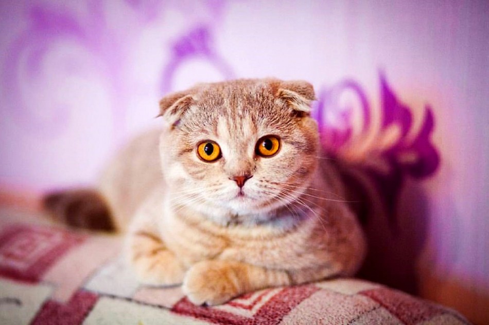 Detail Scottish Fold Kucing Nomer 35