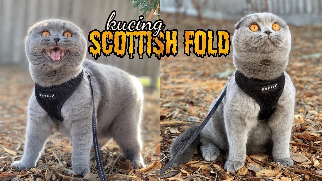 Detail Scottish Fold Kucing Nomer 49