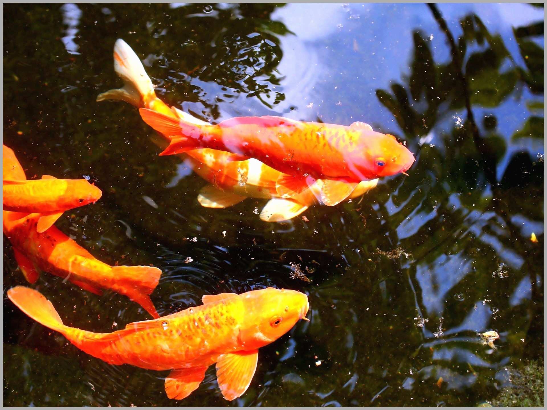 Detail Screen Saver Ikan Koi Nomer 11