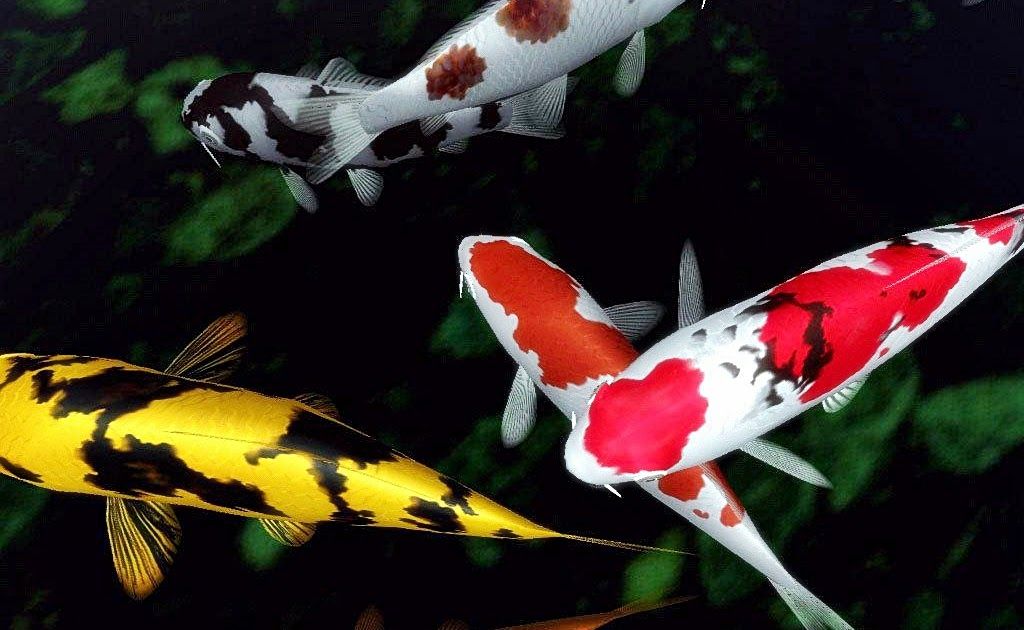 Detail Screen Saver Ikan Koi Nomer 13