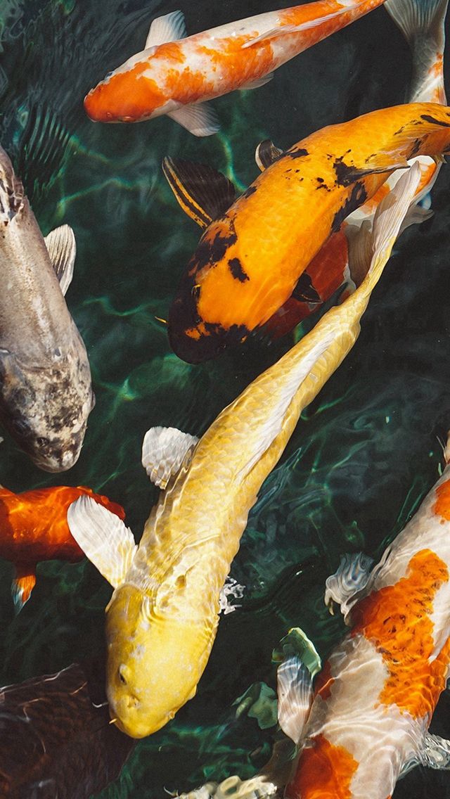 Detail Screen Saver Ikan Koi Nomer 14