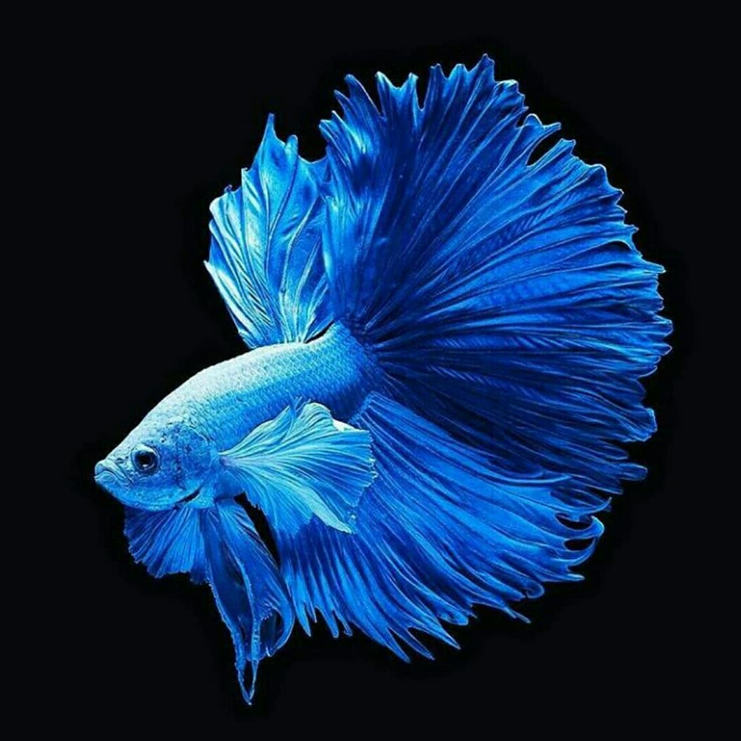 Detail Screen Saver Ikan Koi Nomer 15