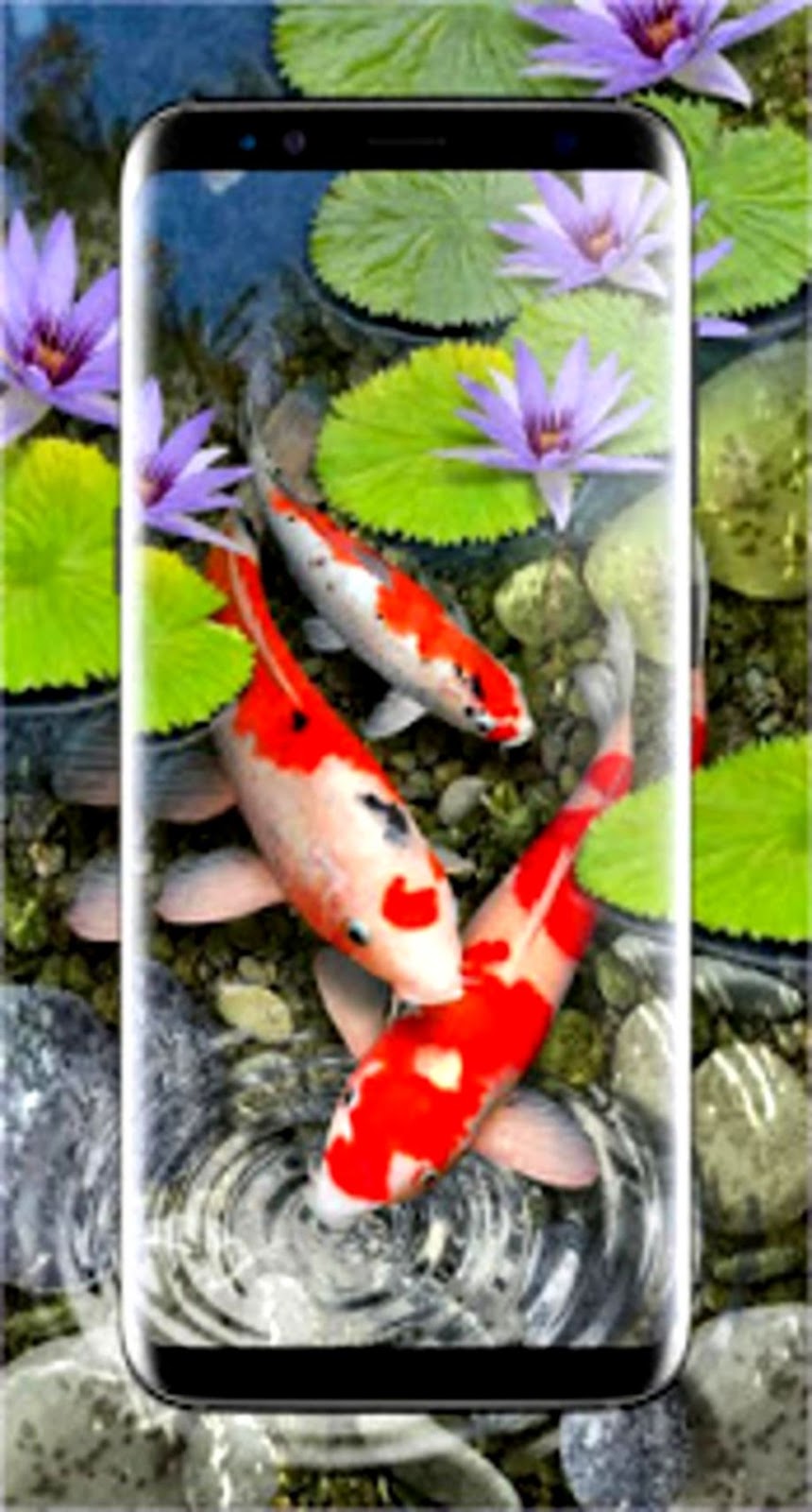 Detail Screen Saver Ikan Koi Nomer 17