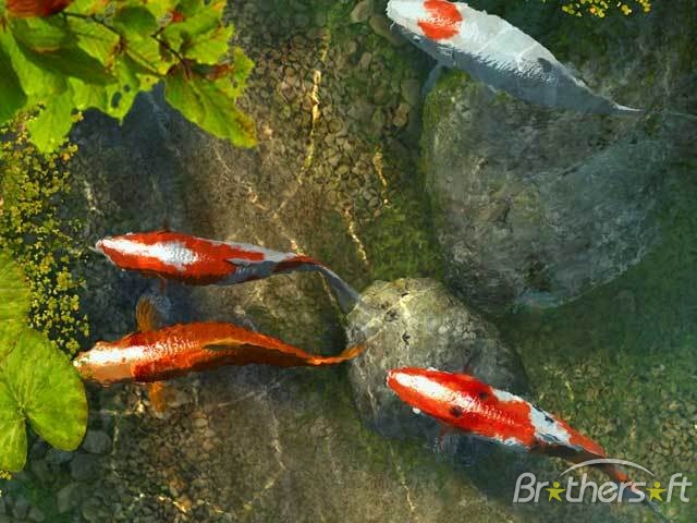 Detail Screen Saver Ikan Koi Nomer 19