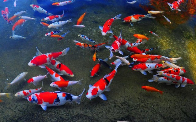 Detail Screen Saver Ikan Koi Nomer 3