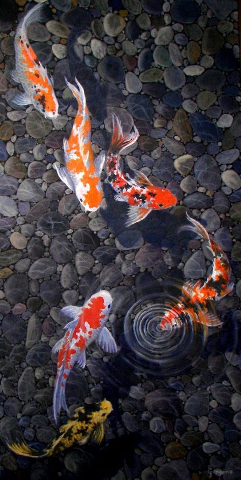 Detail Screen Saver Ikan Koi Nomer 26