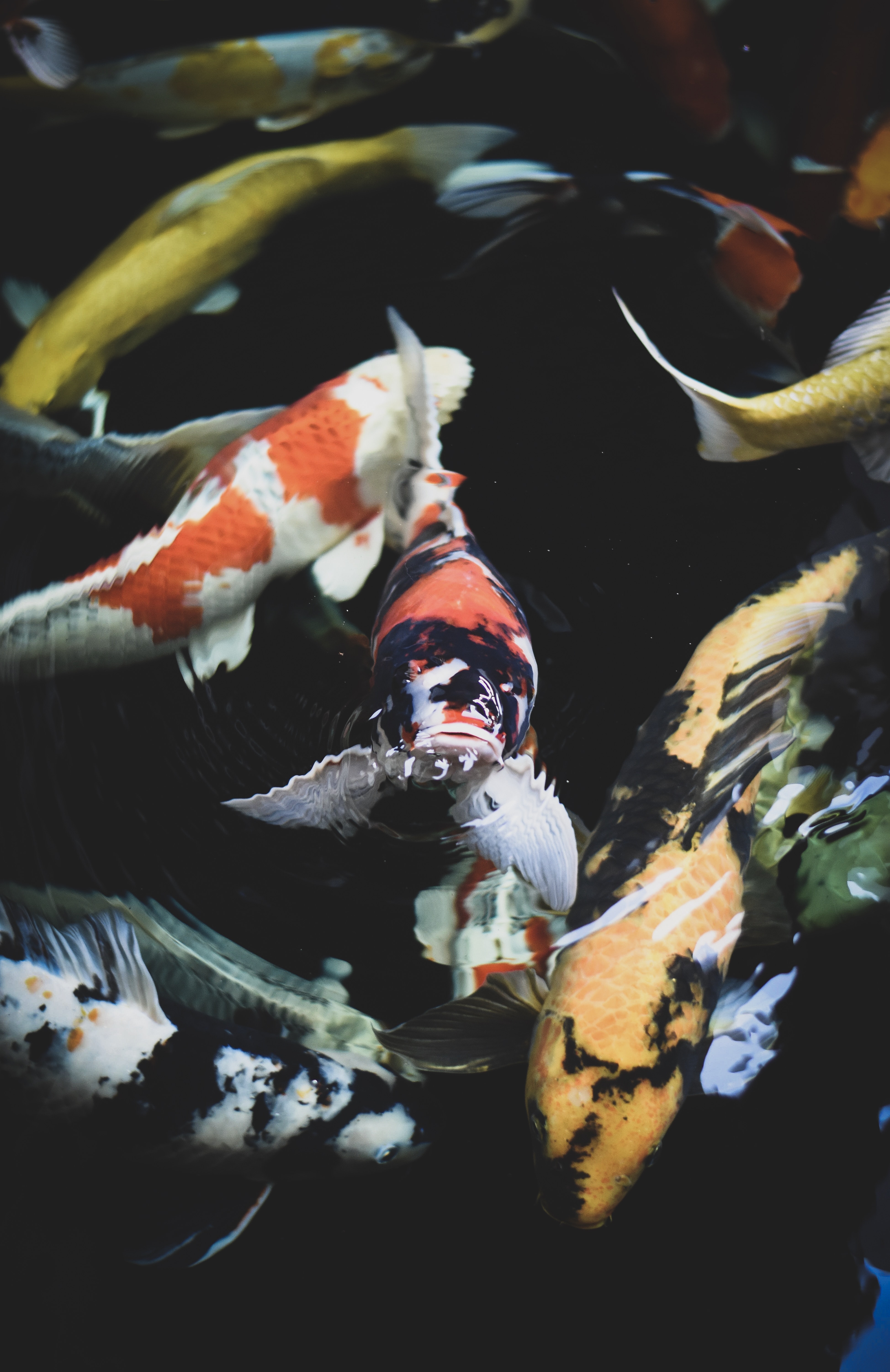 Detail Screen Saver Ikan Koi Nomer 29