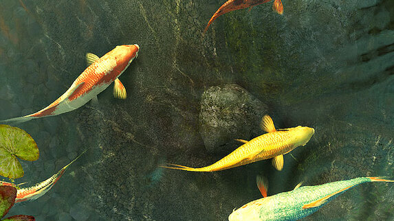 Detail Screen Saver Ikan Koi Nomer 30