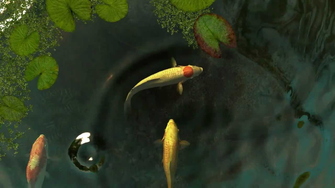 Detail Screen Saver Ikan Koi Nomer 31