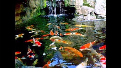 Detail Screen Saver Ikan Koi Nomer 38