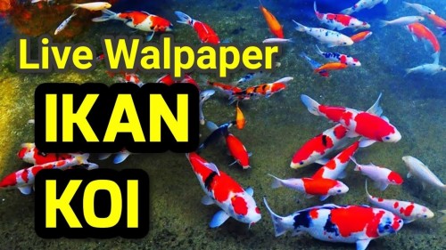 Detail Screen Saver Ikan Koi Nomer 5