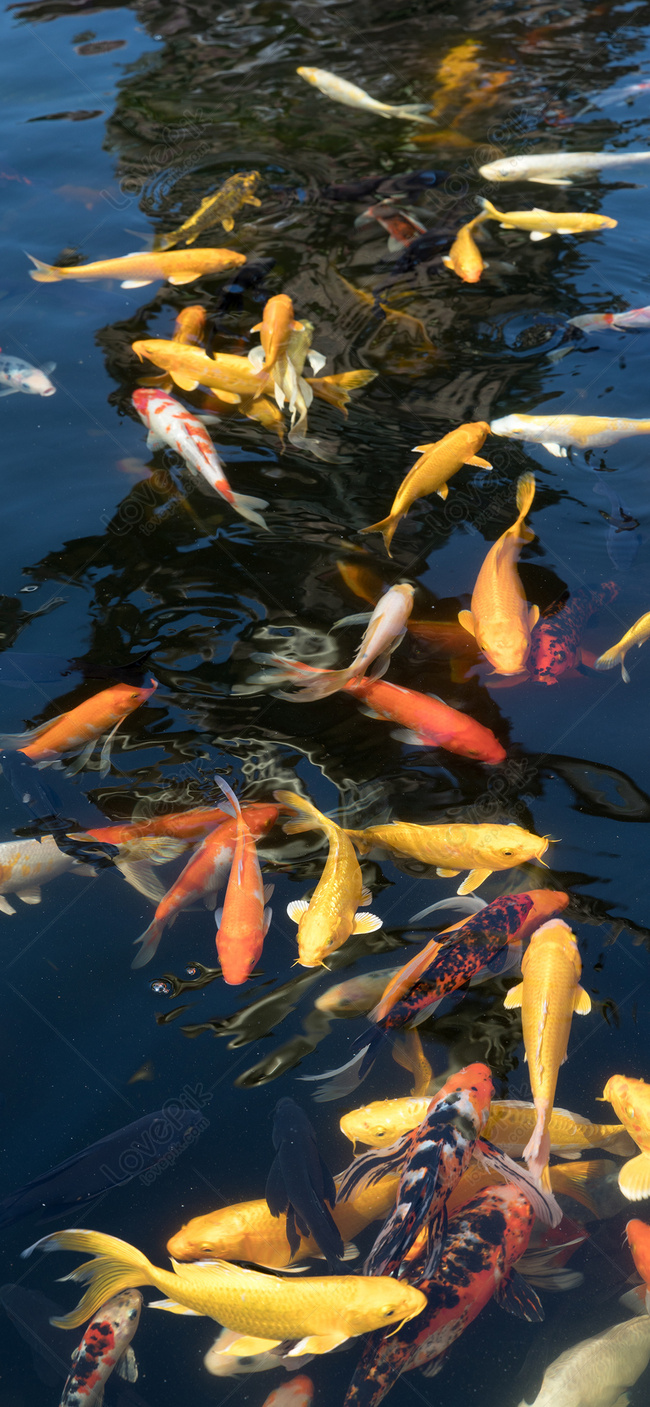 Detail Screen Saver Ikan Koi Nomer 41