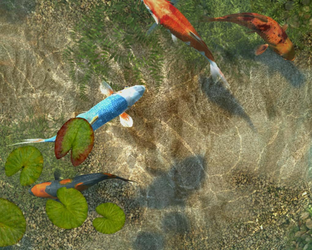 Detail Screen Saver Ikan Koi Nomer 42