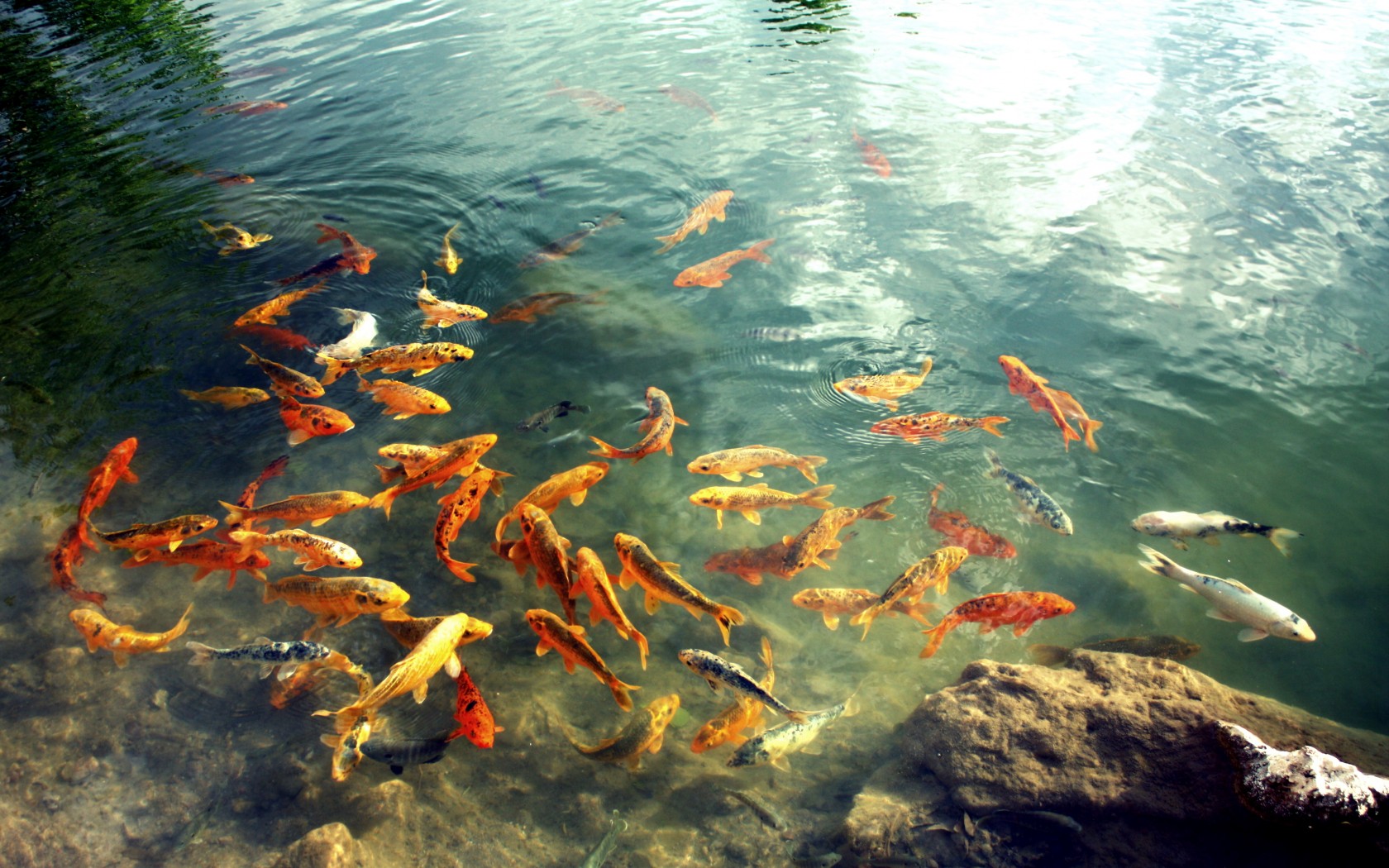 Detail Screen Saver Ikan Koi Nomer 46