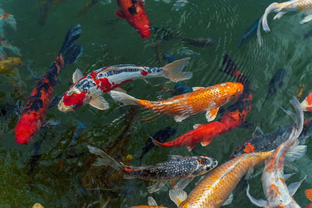 Detail Screen Saver Ikan Koi Nomer 47