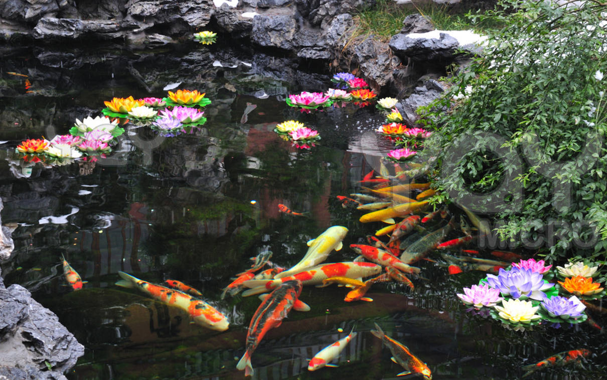 Detail Screen Saver Ikan Koi Nomer 52