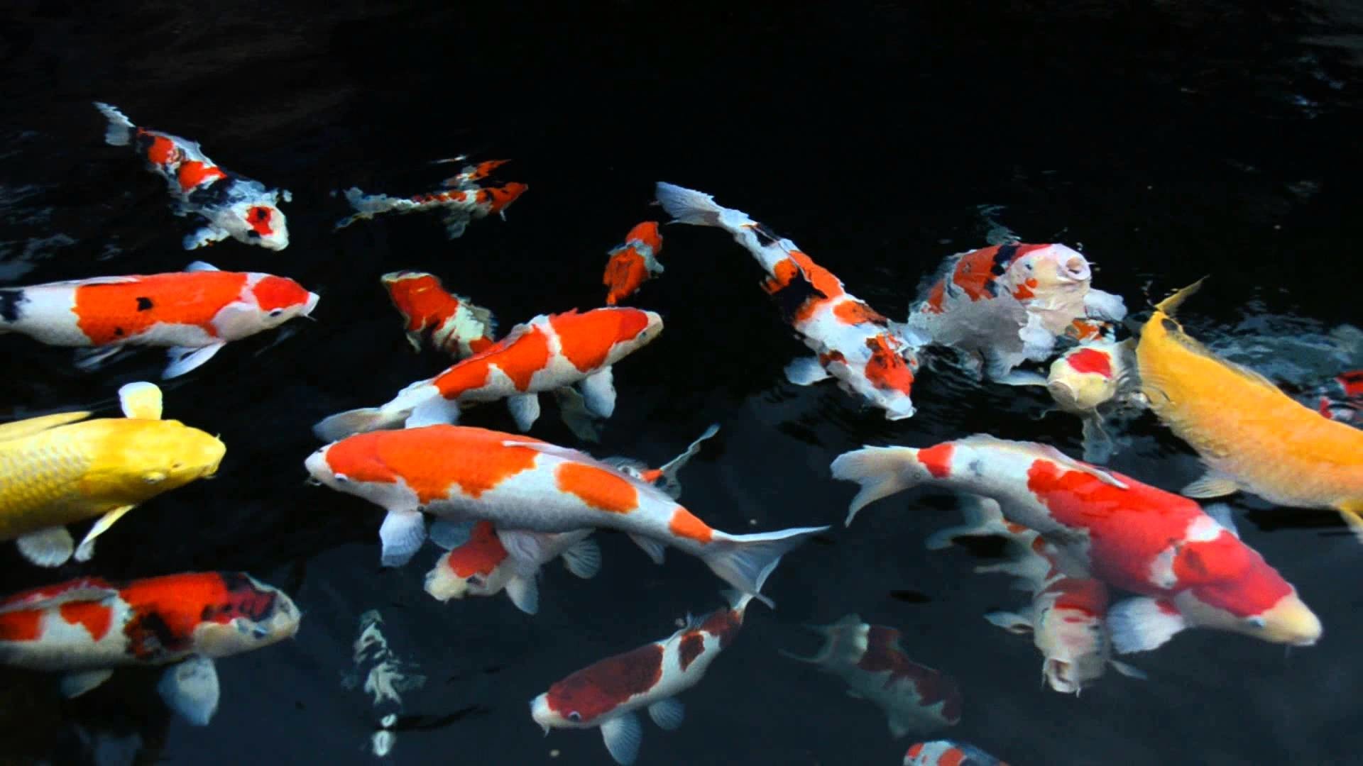 Detail Screen Saver Ikan Koi Nomer 53
