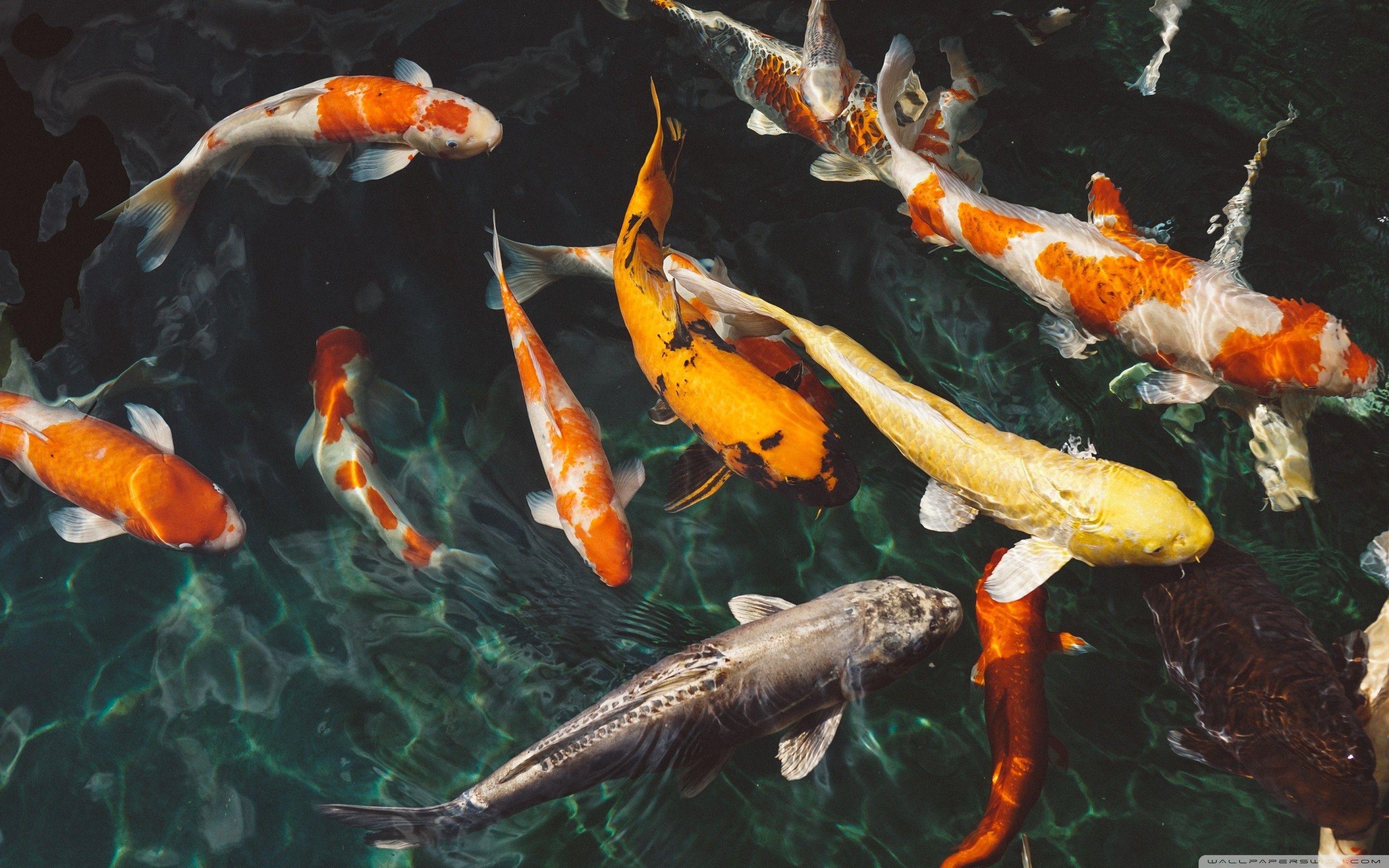 Detail Screen Saver Ikan Koi Nomer 56