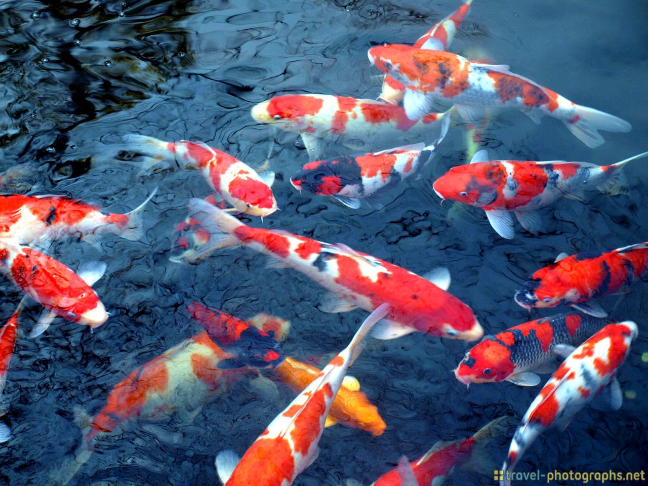 Detail Screen Saver Ikan Koi Nomer 7