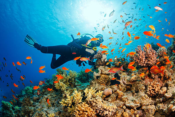 Detail Scuba Diver Images Free Nomer 5