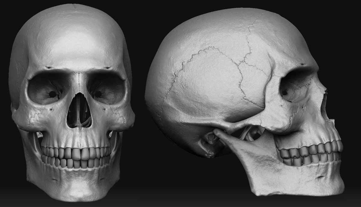 Detail Scull Image Nomer 27