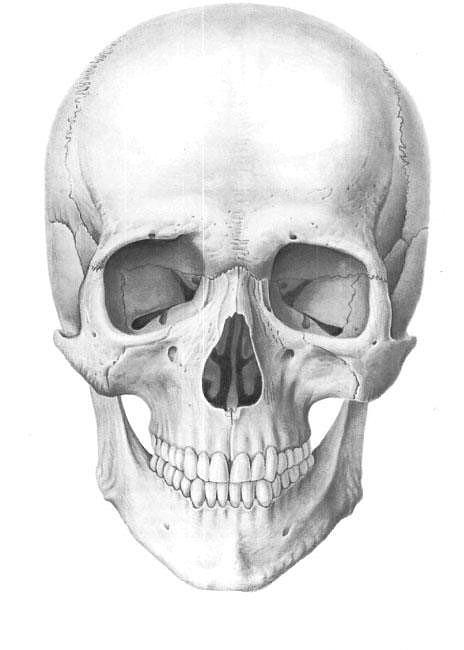 Detail Scull Image Nomer 4