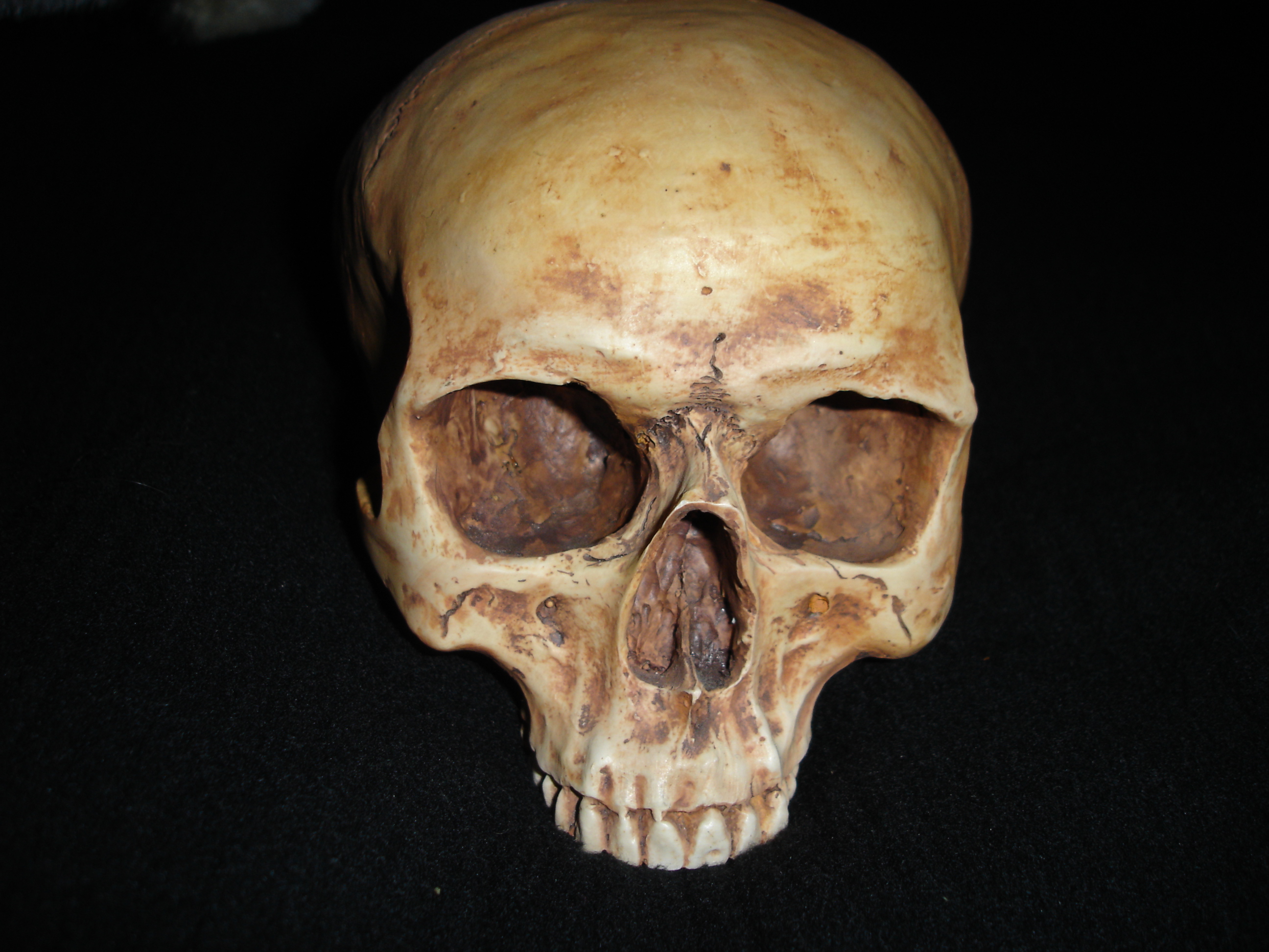 Detail Scull Image Nomer 36