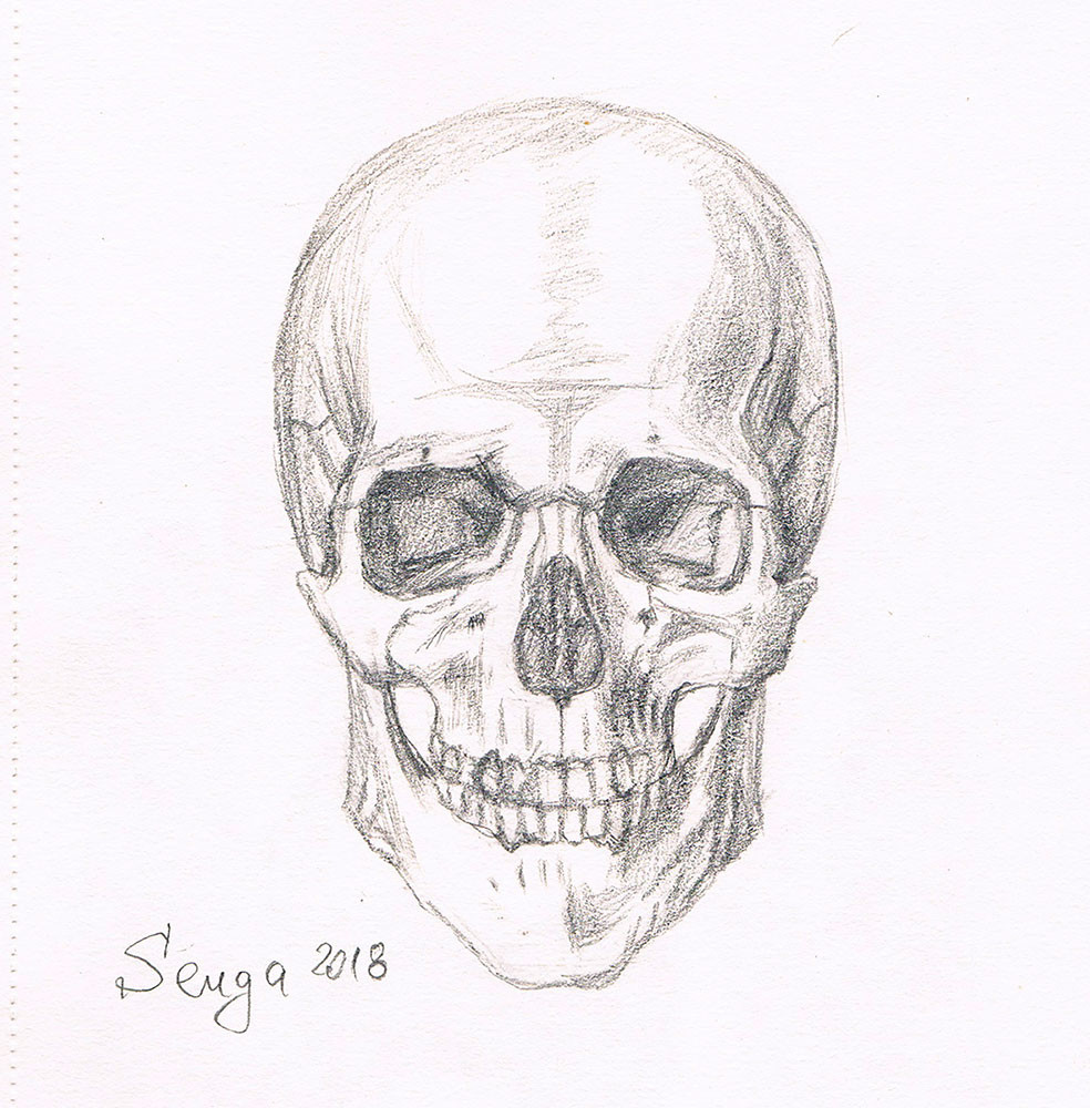 Detail Scull Image Nomer 37