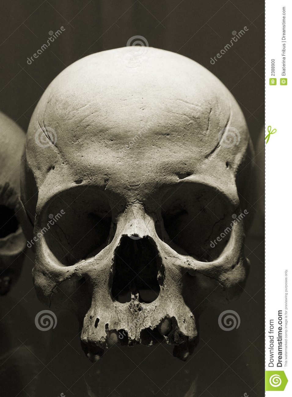 Detail Scull Image Nomer 5