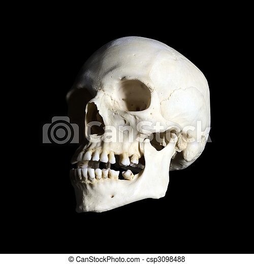 Detail Scull Image Nomer 43