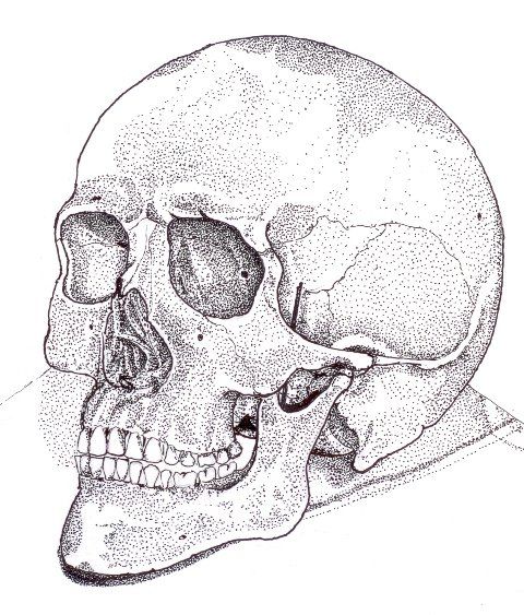 Detail Scull Image Nomer 55