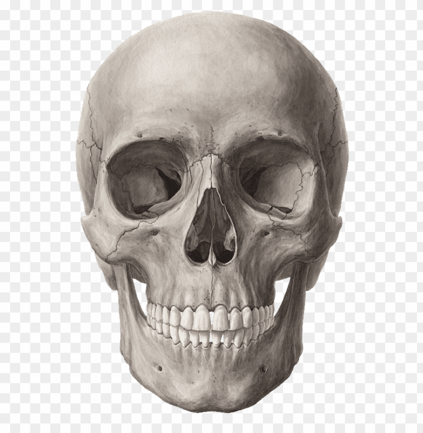 Detail Scull Png Nomer 2