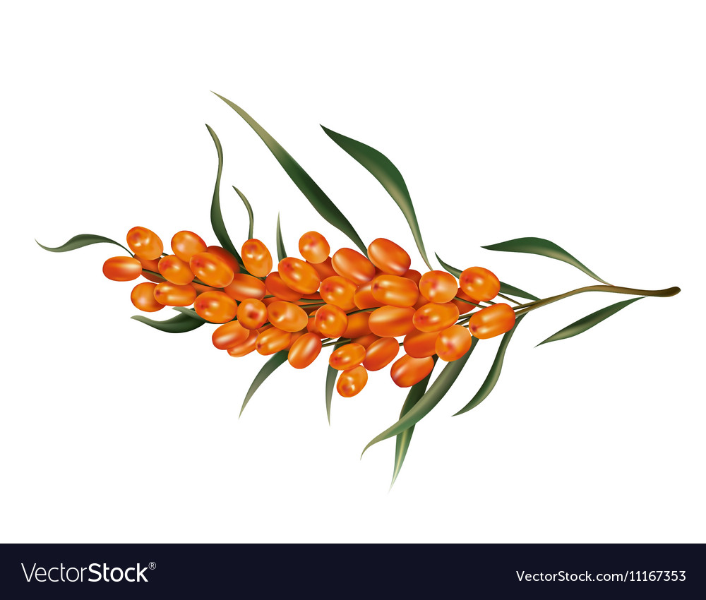 Detail Sea Buckthorn Images Nomer 18