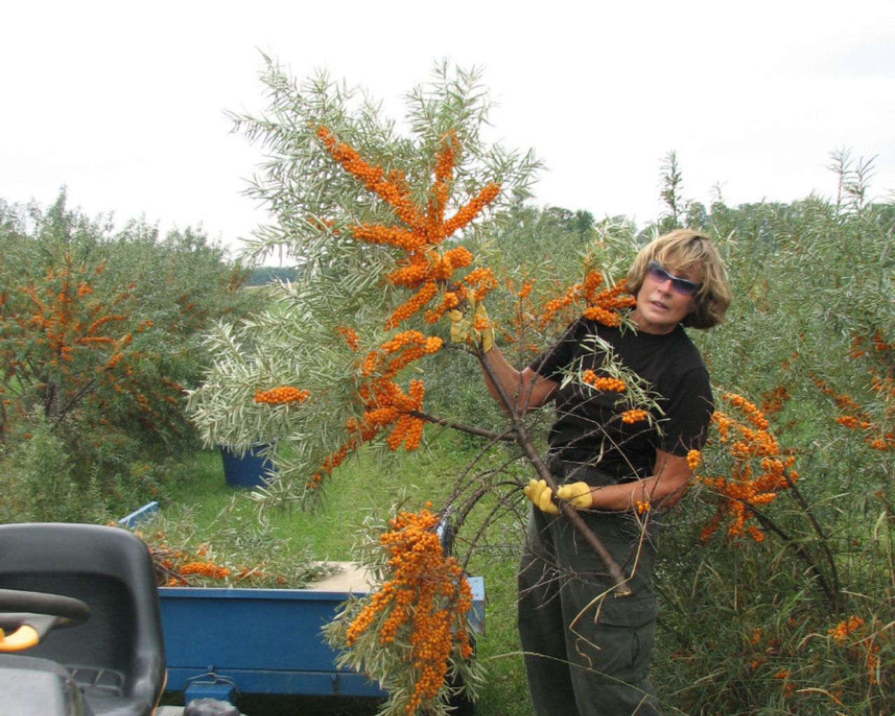 Detail Sea Buckthorn Images Nomer 19