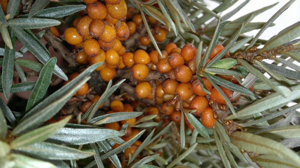 Detail Sea Buckthorn Images Nomer 26