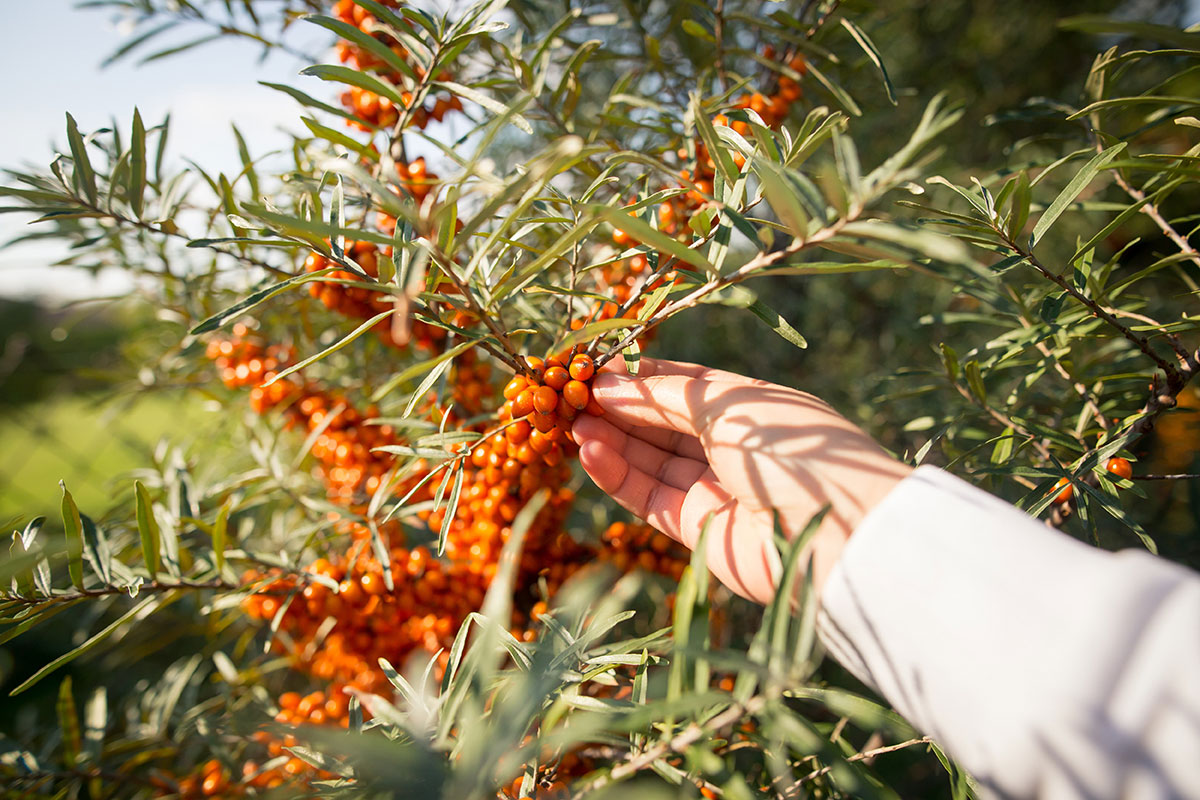 Detail Sea Buckthorn Images Nomer 37