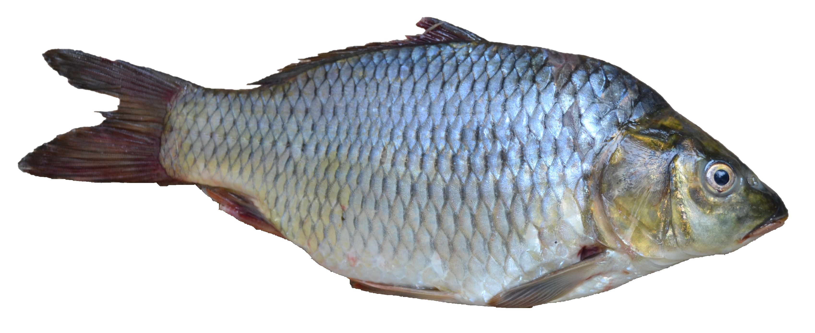 Detail Sea Fish Png Nomer 24