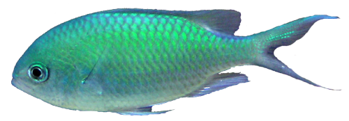 Detail Sea Fish Png Nomer 38