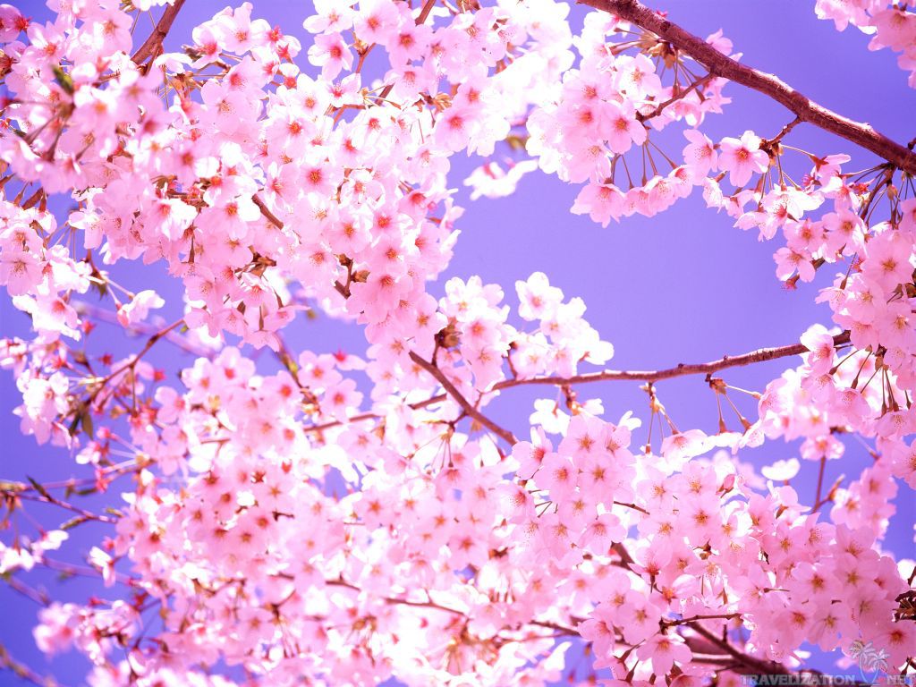 Detail Wallpaper Sakura Flower Nomer 15