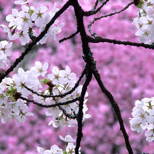 Detail Wallpaper Sakura Flower Nomer 19