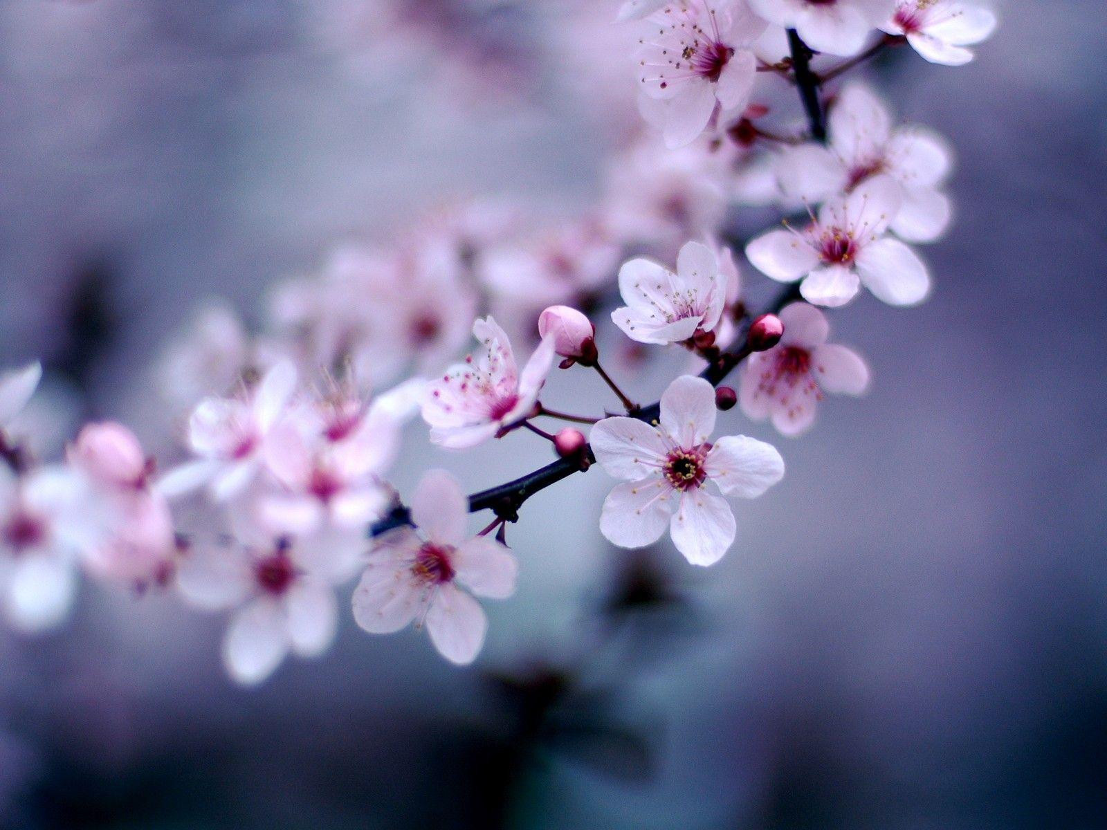 Detail Wallpaper Sakura Flower Nomer 25