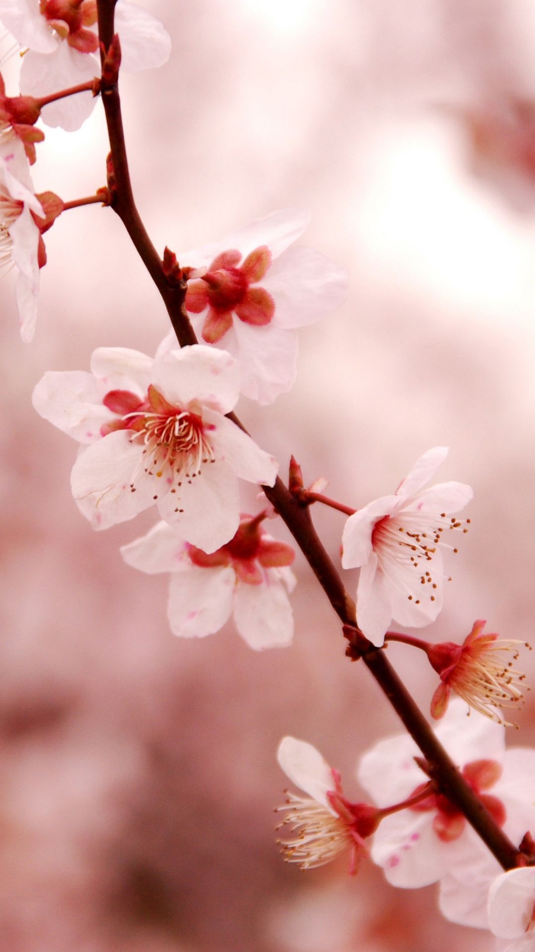 Detail Wallpaper Sakura Flower Nomer 32