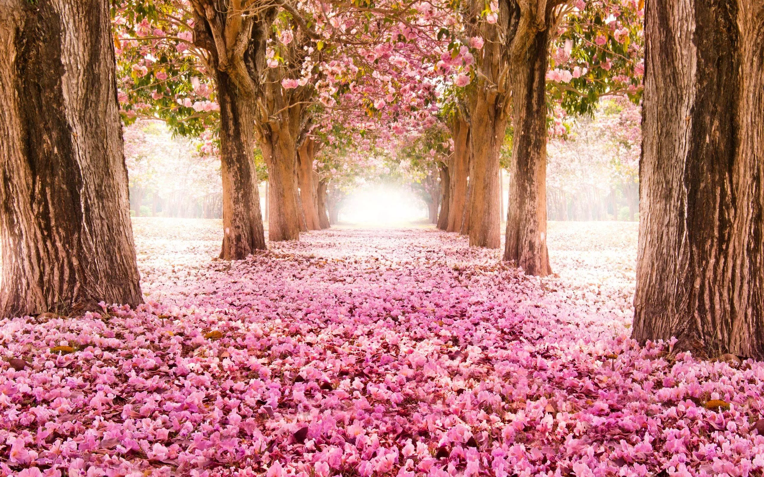 Detail Wallpaper Sakura Flower Nomer 54