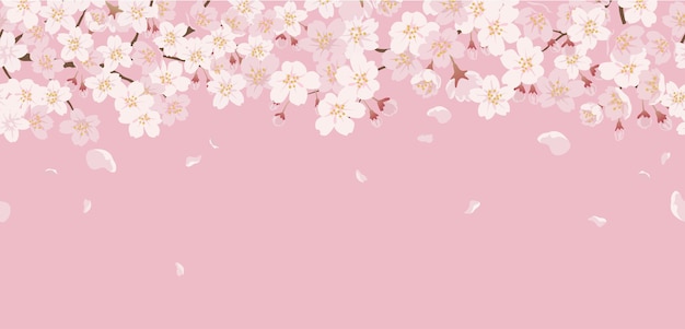 Detail Wallpaper Sakura Flower Vector Nomer 8