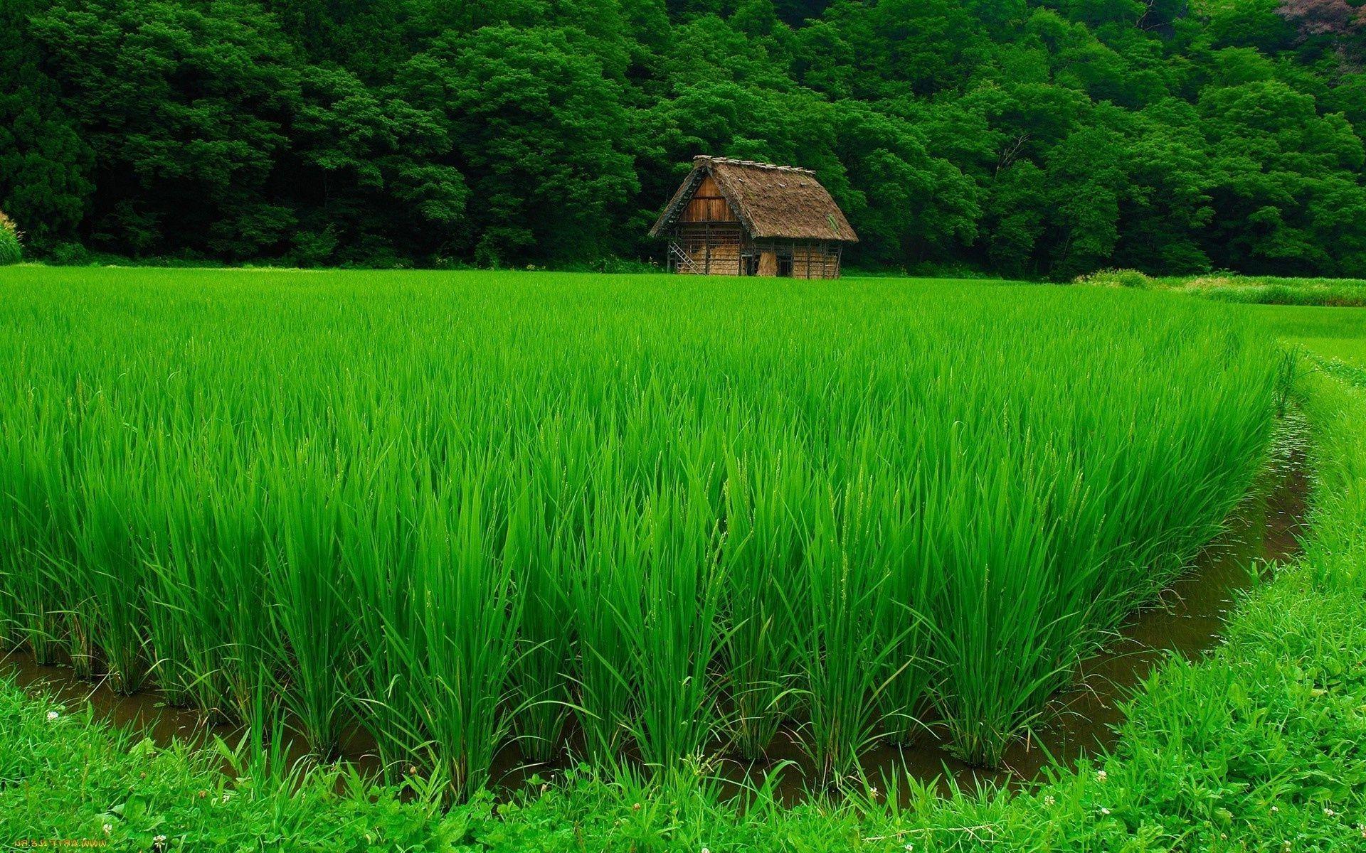 Detail Wallpaper Sawah Hd Nomer 51